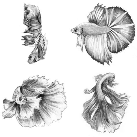 Siamese Fighting Fish, 2014, Pencil on Card Stock, 4 x 6 inches each #animals #art #betta #drawing #sketch #traditionalart Betta Fish Drawing, Betta Tattoo, Betta Fish Tattoo, Fish Sketch, Kunst Tattoos, Fish Drawing, Carpe Koi, Art Tumblr, Fish Illustration