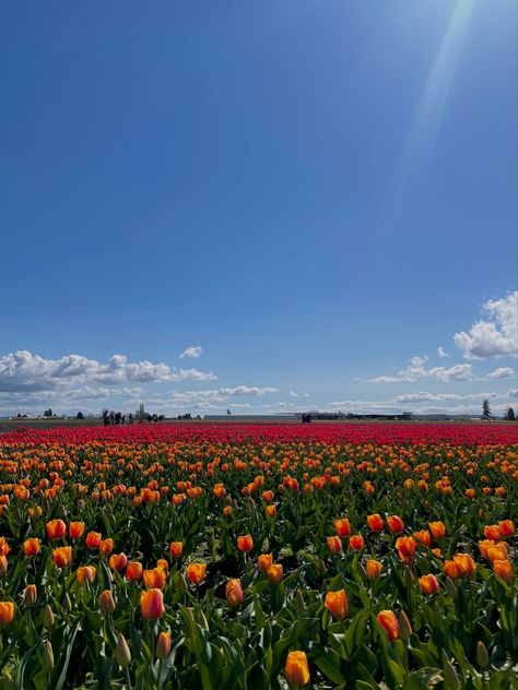 Mount Vernon, Washington Mount Vernon Washington State, Mount Vernon Washington, Mt Vernon, Tulip Festival, Mount Vernon, Washington State, Travel Dreams, Tulips, Washington