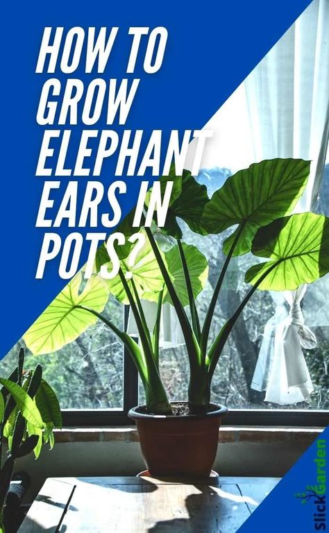 How To Grow Elephant Ears In Pots? – Slick Garden Elephant Ears Plants Indoor, Elephant Ears In Pots, Growing Elephant Ears, Elephant Ear Plant Indoor, Elephant Ears Garden, Elephant Ear Bulbs, Elephant Plant, Space Garden, Alocasia Plant