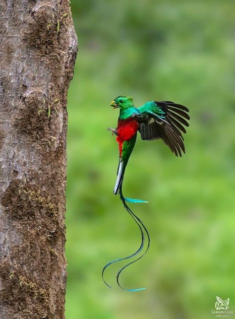 Resplendent Quetzal (Pharomachrus mocinno) in mid-flight to its nest in Costa Rica Quetzal Tattoo, Resplendent Quetzal, Motifs Organiques, Bird Breeds, Aztec Tattoo Designs, Jungle Birds, Guatemala Travel, Bird Wings, Small Birds