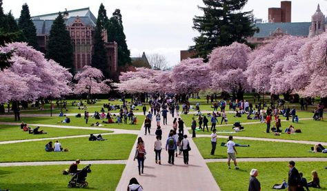 10 of the Easiest Classes at the University of Washington - Humans of University Children's Bedding, College Courses, Best University, Job Placement, Online College, University Of Washington, College Campus, Education College, Free Online Courses