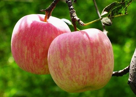 Washington State Fuji Apples, Gardenista Honeycrisp Apple Tree, Apple Tree From Seed, Fuji Apple, Buy Plants Online, Fruit Picture, Strawberry Plants, Green Fruit, Fruit Seeds, Apple Seeds