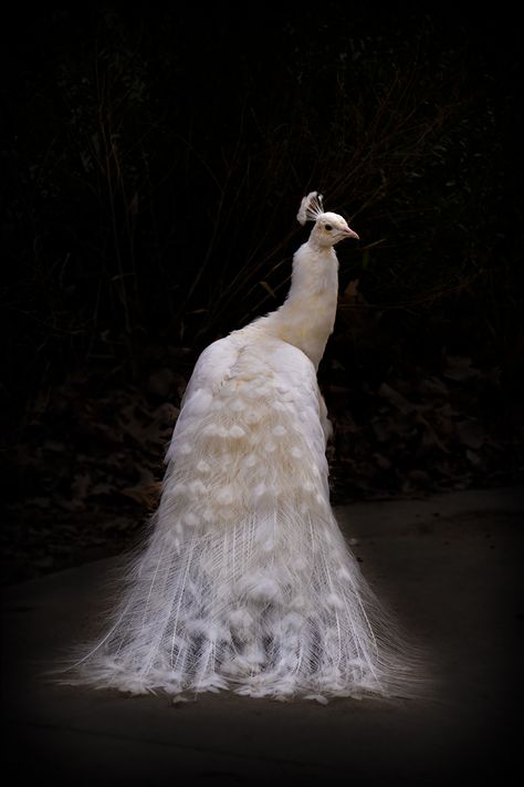 Albino peacock - Hannah Rodgers Photography White Peacock Aesthetic, White Peacocks, Albino Peacock, Peacock Photography, Lord Shen, Golden Peacock, Dior Collection, White Peacock, Kung Fu Panda