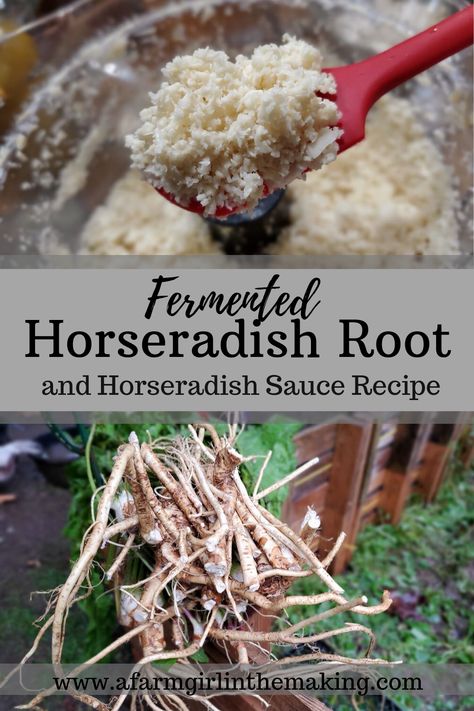 An easy fermented horseradish root recipe consists of fresh horseradish root, salt, water, and a little patience. Lacto-fermented horseradish is the base ingredient for many amazing recipes. Including a creamy homemade horseradish recipe. #fermentedhorseradish #horseradish #horseradishsauce Horseradish Canning Recipes, What To Do With Horseradish Root, Preserving Horseradish Root, Horseradish Root Recipes, Canning Horseradish Recipes, Fresh Horseradish Recipes, Horseradish Leaves Recipes, Harvesting Horseradish, Fermented Horseradish