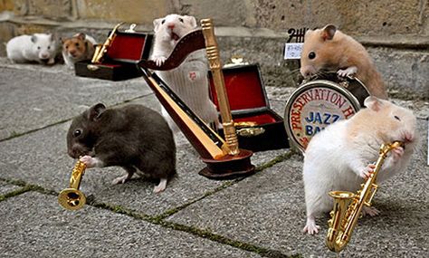 Hamster Cages For Sale, Adorable Hamsters, Cool Hamster Cages, Animals Playing, Hamster Habitat, Play That Funky Music, Hamster Cages, Funny Hamsters, Today Pictures