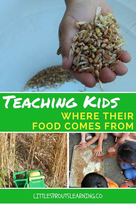 This year, we did a cool experiment with wheat to see how it’s grown and how it becomes bread. Kids need to know where their food comes from. Preschool Farm Crops Activity, Farm Experiments For Kids, Farming Activities For Kids, Teaching Sustainability, Agriculture Lessons, Spring Time Activities, Classroom Preparation, Planting For Kids, Cool Experiments