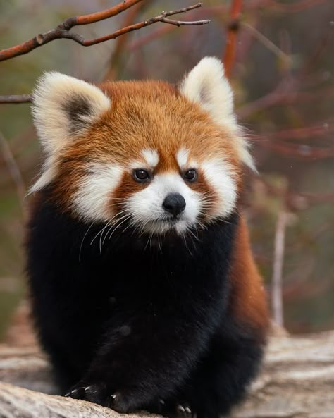 Red panda, sulky Panda Photography, Funny Panda Pictures, Red Panda Cute, Sony A7riii, Panda Cute, Photography Animals, Red Pandas, Cute Animals Images, Animal References