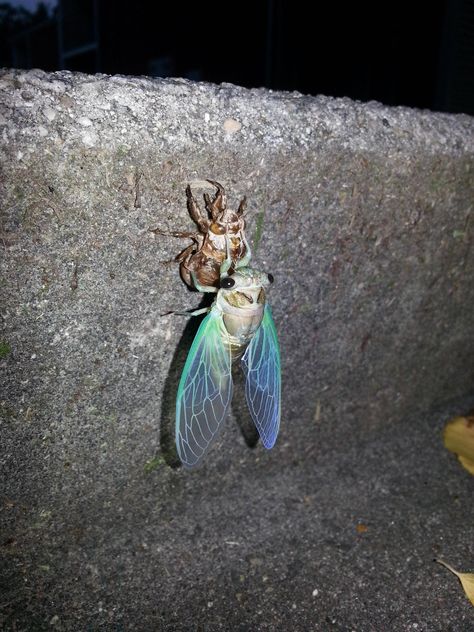 Found a cicada coming out of its shell this morning. How wonderful is nature. - Imgur Cicada Aesthetic, Cicada Shell, Shell Drawing, Shell Tattoos, A Bug, Life Drawing, Photo Reference, Aesthetic Photography, How Beautiful