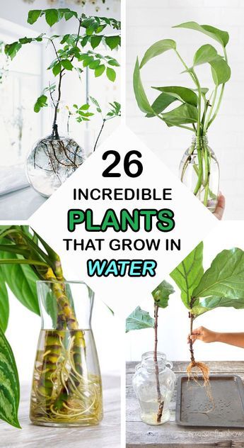 Water Plants Indoor, Plants Grown In Water, Lob Haircuts, Indoor Water Garden, Garden Pallet, Household Plants, Plant Care Houseplant, Hydroponic Plants, Indoor Plant Care