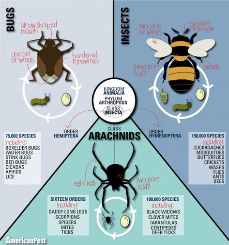 What's a Bug? #arthropods #teaching #arthropods Insects Vs Arachnids, Clover Mites, Curriculum Themes, Spider Butterfly, Insect Study, Science Posters, Insect Unit, Insects Preschool, Montessori Teaching