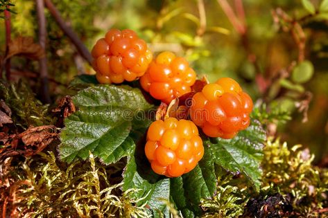 Cloudberry grows in the forest. North Karelia. Russia , #Ad, #forest, #grows, #Cloudberry, #Russia, #Karelia #ad Benefits Of Berries, Micro Nutrients, Bowl Of Cereal, Fruit Seeds, Organic Seeds, Different Plants, Goji Berries, Frozen Food, Fruits And Vegetables