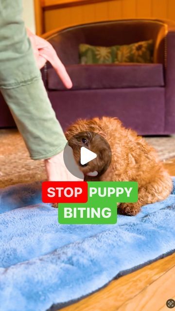 Sarah Hodgson on Instagram: "🐾 HOW TO STOP PUPPY BITING 🛑
1️⃣ Stand up and out of their reach to show them that when the biting starts, the play stops!
2️⃣ Teach your puppy to give kisses instead. Take a little bit of butter or yogurt, put it on your hand allowing them to lick while assigning the word “kisses!” Repeat this and soon they’ll learn that giving kisses is a better way to interact.

‼️ Meet Gus! He could be YOUR puppy! I’m imprinting him for @nutmeglabradoodles Interested in taking Gus home? Reach out to @nutmeglabradoodles to learn more.

💁🏼‍♀️🐶Follow me for more training, and leave your questions in the comments! 

—

#dogtrainer 
#dogtraining 
#dogtrainingtips
#dogbehavior" Stop Puppy Biting, Puppy Biting, Dog Behavior, Dog Trainer, Dog Training Tips, Dog Training, Stand Up, Yogurt, Butter