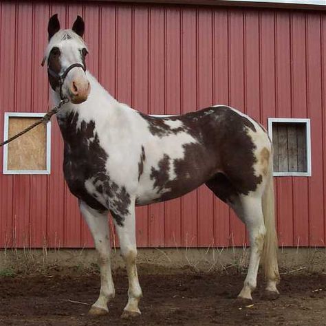 Missouri Fox Trotter Horse Info, Origin, History, Pictures | Horse ... Foxtrotter Horse, Missouri Fox Trotter Horse, Fox Trotter Horse, Gaited Horses, Trotting Horse, Horse Markings, Equestrian Helmets, Horse Info, Equestrian Helmet