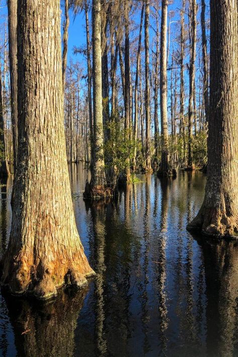 You Are Probably Missing Out on Congaree National Park in South Carolina Congaree National Park South Carolina, Bald Cypress Tree, Congaree National Park, Bald Cypress, Columbia South Carolina, Giant Tree, Cypress Trees, Ancient Tree, Cool Cafe