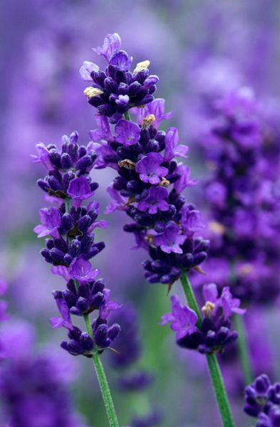 My fav flowers!! Lavander Lavender Flowers, Purple Flowers, Lavender, Purple, Flowers