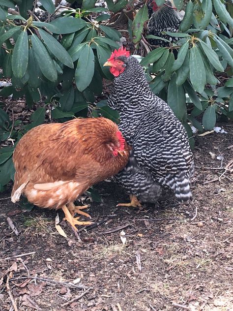 Chicken Recipes When Sick, Sick Chicken Remedies, Chicken Sickness, D'uccle Chickens, Dust Bath For Chickens, Pet Chickens Breeds, Australorp Chicken, Funny Pet Costumes, Hatching Chickens