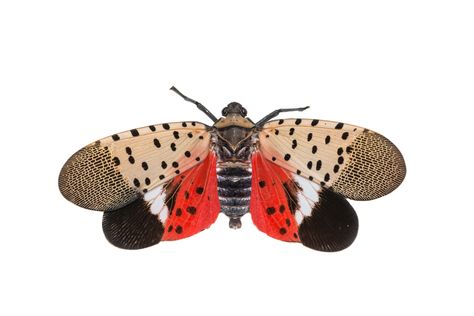 Spotted Lantern Fly Lantern Fly, Spotted Lanternfly, Flying Lantern, Plant Tissue, Red Patch, Tree Trunks, Tree Bark, Plant Growth, Small Trees