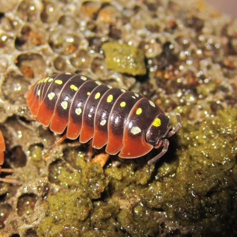 Armadillidium Sp. "Montenegro". There are a few species that these might, I think now they are A.klugii, the Mediterranean black widows mimic but A.werneri also seems quite similar. Crustacea. Malacostraca. Isopoda. Oniscidea. Armadillidiidae. Woodlice, Pill Bug, Wolf Spider, Cool Insects, Cool Bugs, Pets 3, Creepy Crawlies, Arthropods, Crustaceans