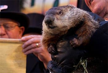 5 Ordinary Things Made Historic Via Publicity Stunts Punxsutawney Phil, Funny Couple Pictures, Alex Wong, Monday Humor, Power Hungry, Weird News, Groundhog Day, Funny Comments, Funny Cat Pictures