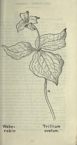 Trillium ovatum (1913), by Margaret Armstrong (1867-1944), published in Field book of western wild flowers (1915), page 43. Illustrated Plants, Ceramics Pattern, Margaret Armstrong, Western Wild, Plant Study, Floral Tattoo Sleeve, Flower Sketches, Scientific Illustration, Vintage Material