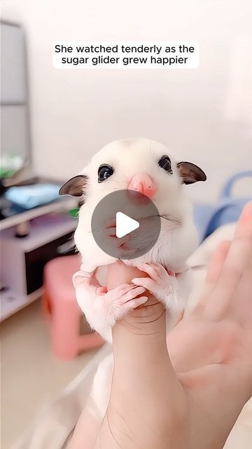 AnimalLove Stories on Instagram: "The girl adopted baby sugar glider  #animallover #rescue #animalrescue #rescuesofinstagram #sugarglider #sugarglidersofinstagram" Baby Sugar Glider, Baby Sloth Pictures, Baby Animals Adorable, Animal Oddities, Funny Baby Animals, Sugar Glider Baby, Cute Baby Animals Videos, Sugar Glider Pet, Sweet Videos