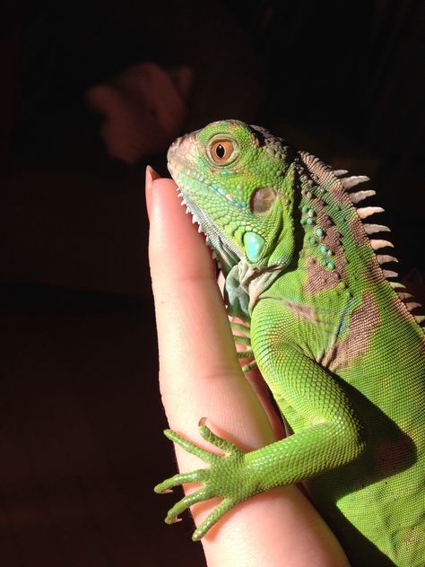 My baby green iguana Baby Iguana, Gravity Falls Characters, Green Iguana, Baby Green, Cute Reptiles, Human Babies, Ball Python, Non Human, My Dream Life