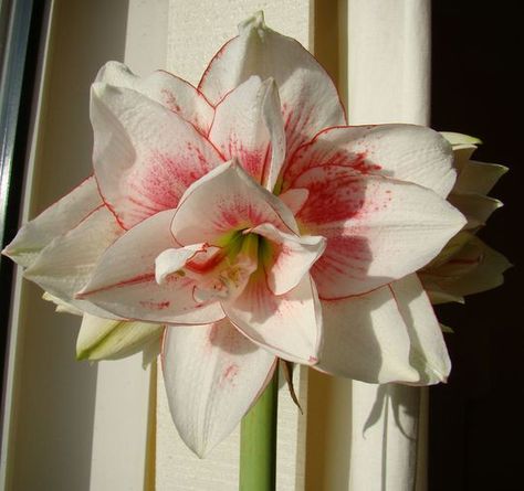 Pink Amaryllis, Amaryllis Plant, Narcissus Bulbs, Garden Picture, Amaryllis Flowers, Amaryllis Bulbs, Fall Bulbs, Fertilizer For Plants, Flower Inspiration