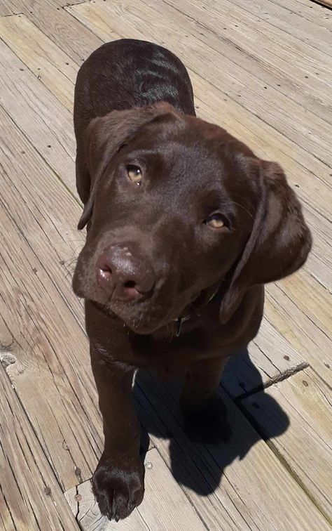 Mini Labrador, Chocolate Dogs, Choc Lab, Chocolate Labradors, Chocolate Lab Puppy, Labrador Puppy Chocolate, Dream Puppy, Chocolate Dog, Brown Labrador