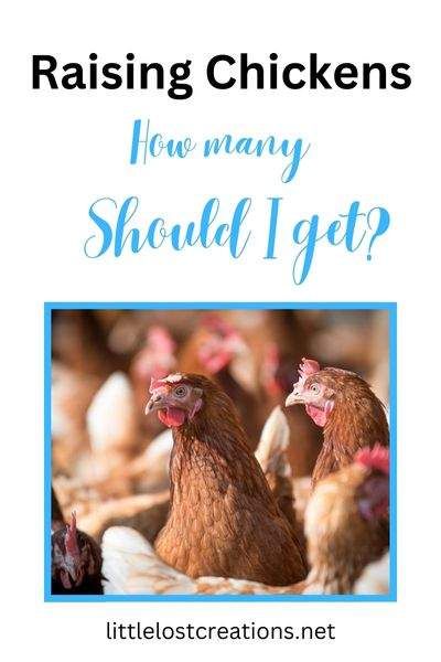 Raising Chicks, Egg Laying Chickens, Diy Chicken Coop Plans, Backyard Chicken Farming, Laying Hens, Raising Backyard Chickens, Keeping Chickens, Chicken Coop Plans, Backyard Chicken Coops