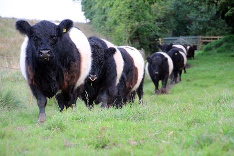 Grannarna rakt över vägen  Belted Galloway aka Pandakorna aka "de felmonterade korna" Urban Farmstead, Homestead Livestock, Galloway Cattle, Belted Galloway, Calving Season, Hatching Chicks, Female Farmer, Cattle Breeds, Farm Kids