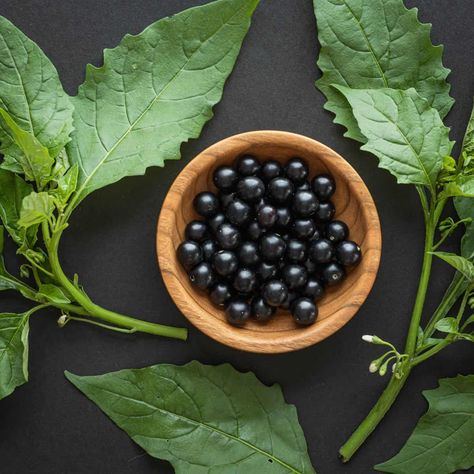 Black Nightshade Berries and Greens: an Edible Plant Eaten Around the World Black Nightshade Plant, Nightshade Berries, Alchemy Ingredients, Belladonna Flower, Nightshade Flower, Black Nightshade, Nightshade Plant, Foraging Recipes, Edible Wild Plants