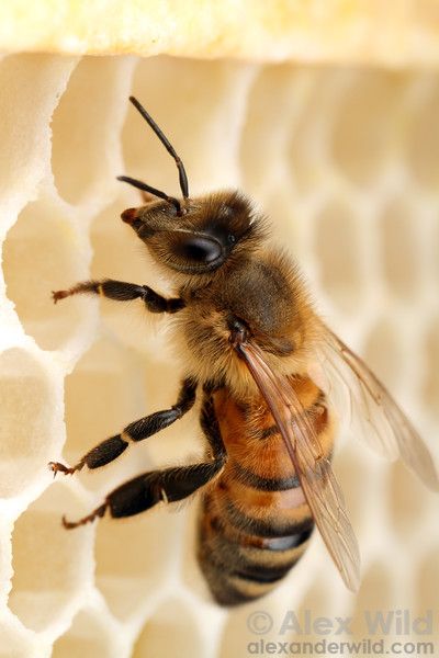 Aesthetic Flower Tattoo, Foto Macro, Raising Bees, Aesthetic Health, Tattoo Health, Off White Colour, Worker Bee, Buzzy Bee, I Love Bees