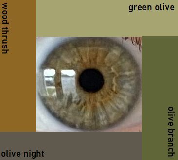 Pantone: Green Olive, Olive Branch, Olive Night, and Wood Thrush. Present Shades inside Olive type Green Eyes Tree Eyes, Olive Green Eyes, Pantone Green, Green Olive, Olive Tree, Olive Branch, Pretty Face, Green Eyes, Color Me