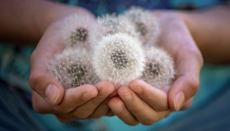 How to Grow Dandelions Indoors in Pots. Slightly bitter, delicate with the taste of spring and edible from root to flower, the humble dandelion (Taraxacum officinale) is more than just a garden weed. As a salad green, dandelions can be grown indoors in containers year round for a continuous harvest. A perennial, ... Grow Dandelions, Farm Facts, Dandelion Plant, Dandelion Puffs, Diy Lawn, Lawn Care Tips, Garden Weeds, Dandelion Seed, Dandelion Flower