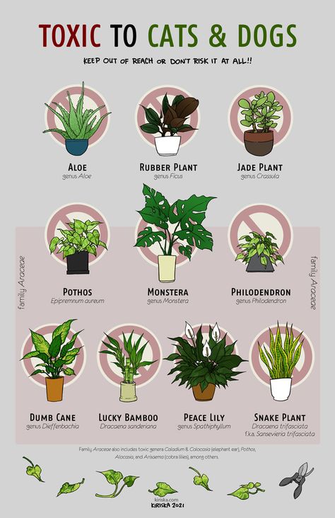 Easy Indoor Plants For Beginners, Safe House Plants, Garden River, Cat Safe Plants, River Rock Garden, Plant Care Houseplant, Garden Vegetables, Fall Garden Vegetables, Garden Hoses