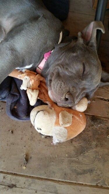 Having a good dream?.! No lol #pitbull #bluenose #razoredge #luna Lavender Pitbull, Sleeping Pitbull, Pitbull And Cat Friends, Big Dog Pitbull Motorcycle, Pitbull Puppies, Pitbull Memes Funny, Cute Animals, Puppies, Dogs