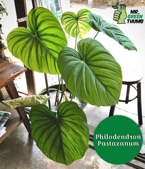 Philodendron Pastazanum, Indoor Tropical Plants, Tanaman Indoor, Plant Goals, Philodendron Plant, First Period, Money Trees, Plant List, Ornamental Plants