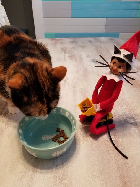 Elf On The Shelf Ideas With Cats, Elf Cat, Elf Activities, Cats Photos, Cat Shelves, Elf Ideas, Cute Cats Photos, Pet Rabbit, Christmas 2020