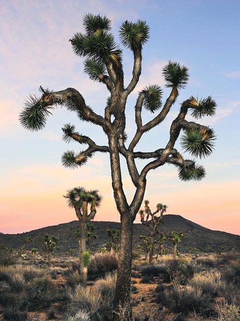 Joshua Tree Portrait.DIGITAL DOWNLOAD.Wall Art.Wall Decor.Art | Etsy Joshua Tree Art, Tree Portrait, Large Photo Prints, Desert Land, Sunset Pink, Engineer Prints, Photography Color, Evening Light, Cactus Wall Art