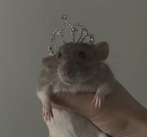 A Hamster, A Rat, Mice, Rats, Birthday