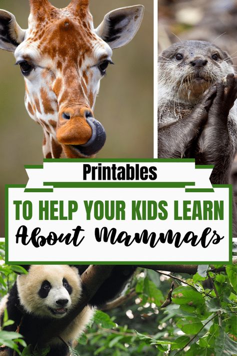 Printables to Help Your Kids Learn About Mammals - Homeschool Giveaways Mammal Unit Study, Mammals Activities, Polar Bear Paw, Dolphin Facts, Animal Lessons, Animal Classification, Homeschool Freebies, Free Preschool Printables, Animal Study