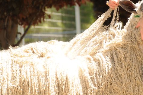 Extreme Tailspinning Locks Teeswater Sheep, St Blaise, Fiber Animals, Art Yarn Spinning, Yarn Spinning, Knitting Art, Wooly Jumper, Sheep Breeds, Spinning Yarn