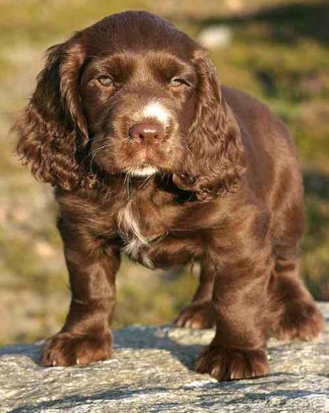 British Dog Breeds, Sussex Spaniel, British Dog, Puppy Palace, Dog Breeds Pictures, Every Dog Breed, Calm Dogs, Family Dog, Best Dog Food