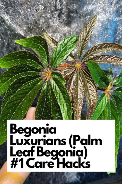 Discover the Secrets of Begonia Luxurians (Palm Leaf Begonia) Care! Get Ready for the Best #1 Care Hacks to Nurture Your Begonia Luxurians! Unleash the Power of Expert Tips to Keep Your Plant Thriving! Don't Miss Out! Begonia Care, Rooting Hormone, Spider Mites, Peat Moss, Soil Improvement, Palm Leaf, Mulch, My Garden, Palm Leaves