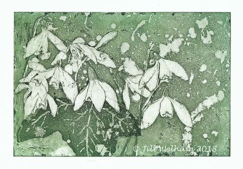 St Cuthbert, Snow Drop, Art Printmaking, Art To Make, Lino Cut, Window Ideas, Eco Printing, Printed Art, Watercolor Ideas