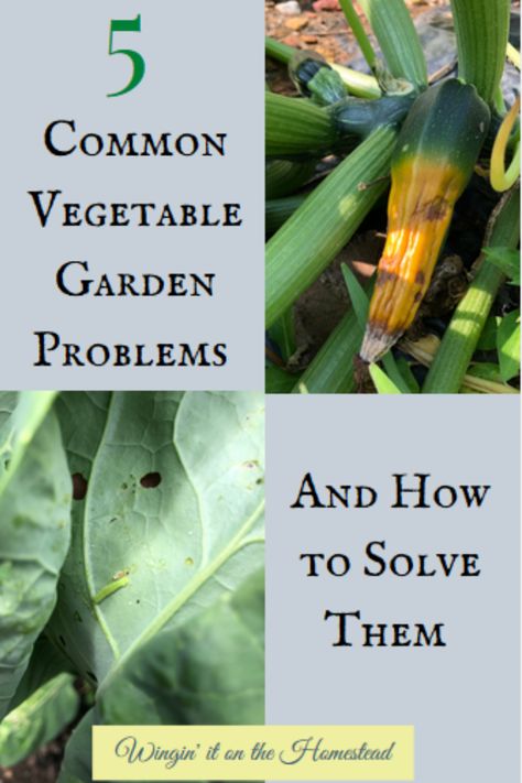 Tired of pesky garden problems? Save your veggies AND your sanity from issues, problems disease, or pests! Wingin'it on the Homestead shows you exactly what you need to look out for and how to treat those pesky garden problems. Start having a successful vegetable garden beginning now! #winginitonthehomestead #gardening #vegetablegardening Raised Herb Garden, Garden Companion Planting, Garden Problems, Raised Vegetable Gardens, Easy Vegetables To Grow, Garden Layout Vegetable, Vegetable Garden Planning, Vegetable Garden For Beginners, Garden Solutions