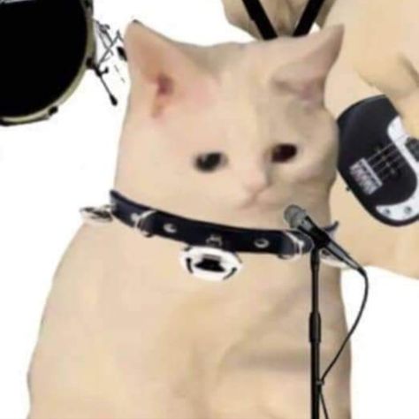 gatitos rock Funny Pfp For Discord Matching, 6 Way Matching Pfp, Profile Picture 3 Friends, Emo Cat Matching Pfp, Matching Cat Pfp Friends Duo, 4 Ppl Matching Pfp Cat, 5 Pfps Matching, Matching Cat Pfps For Best Friends, 5 People Matching Pfp Cat