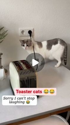 Animal Humor Hilarious, Cat Jokes For Kids, Funny Kitty Videos, Funny Cat Memes Hilarious, Funny Videos Cats, Funny Cats And Dogs Videos, Funny Pets Videos, Funny Cat Videos Can't Stop Laughing, Funny Cat Videos Hilarious