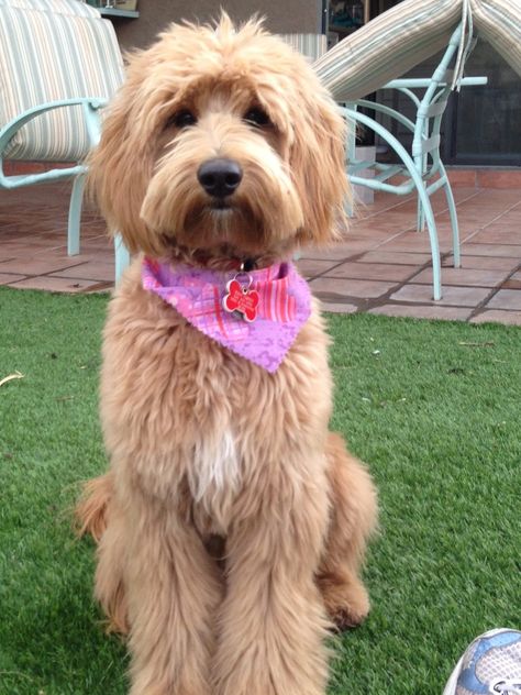 GROOMING NEEDS OF THE AUSTRALIAN LABRADOODLE | BBird's GroomBlog Labradoodle Grooming Style, Labradoodle Haircuts, Australian Labradoodle Grooming, Labradoodle Haircut Style, Labradoodle Cuts, Labradoodle Pictures, Labradoodle Haircut, Labradoodle Grooming, Goldendoodle Haircuts