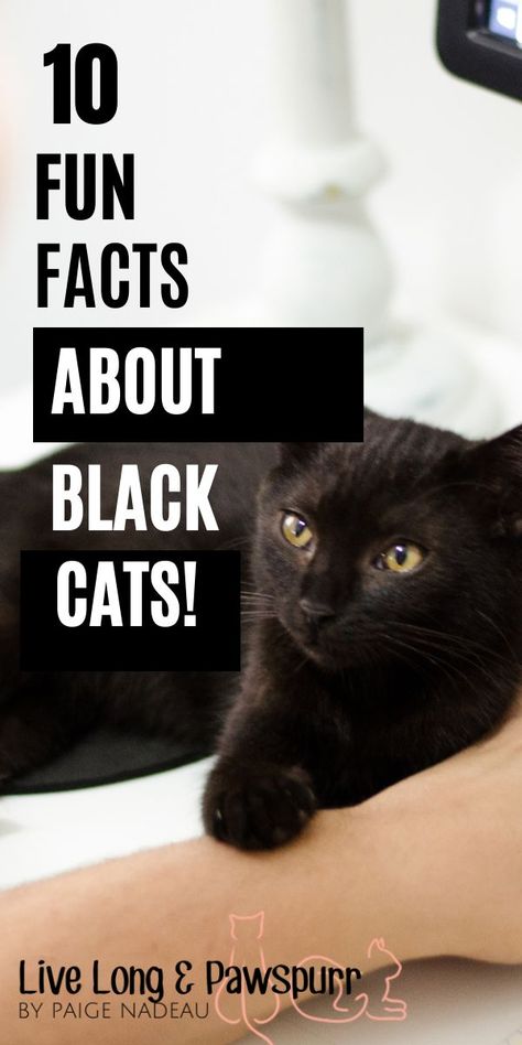 10 Fun Facts about Black Cats black cat black cat facts all about cats black kittens black kitten facts Black Cat Personality, Black Cat Adoption, All Black Cat, 10 Fun Facts, Happy And Content, Black Cat Aesthetic, Cats Happy, Black Cat Lover, Cat Hacks